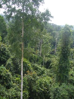 Kakum Forest